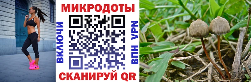 blacksprut рабочий сайт  Лениногорск  Псилоцибиновые грибы мицелий 